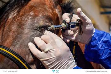 عکسهای منتخب جشنواره تخصصی بیطار