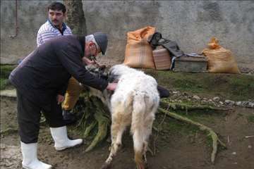 فعالیت های دامپزشکی گیلان در دهه فجر 1393