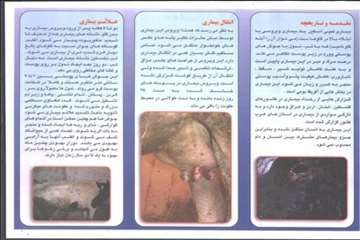 اقدامات پیشگیرانه اداره کل دامپزشکی گیلان علیه لمپی اسکین