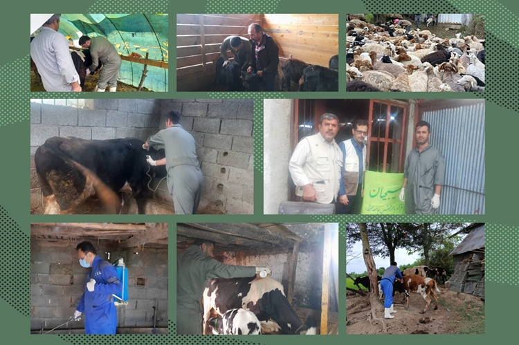 سه شهرستان گیلان میزبان اردوهای جهادی دامپزشکی شدند